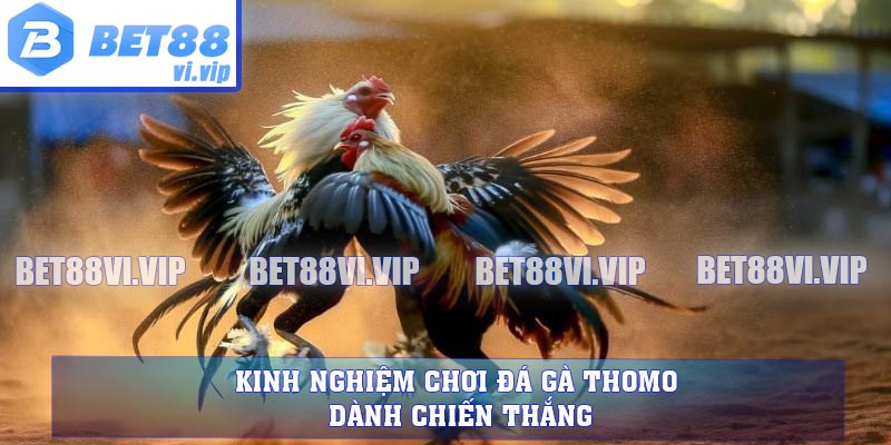 Kinh nghiệm chơi đá gà THOMO dành chiến thắng