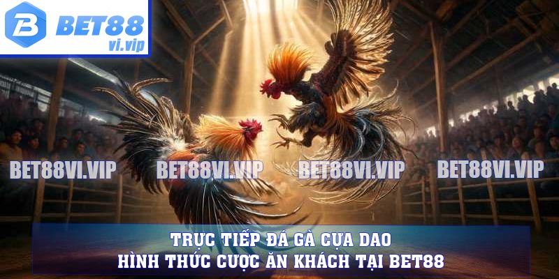 Trực Tiếp Đá Gà Cựa Dao - Hình Thức Cược Ăn Khách Tại BET88