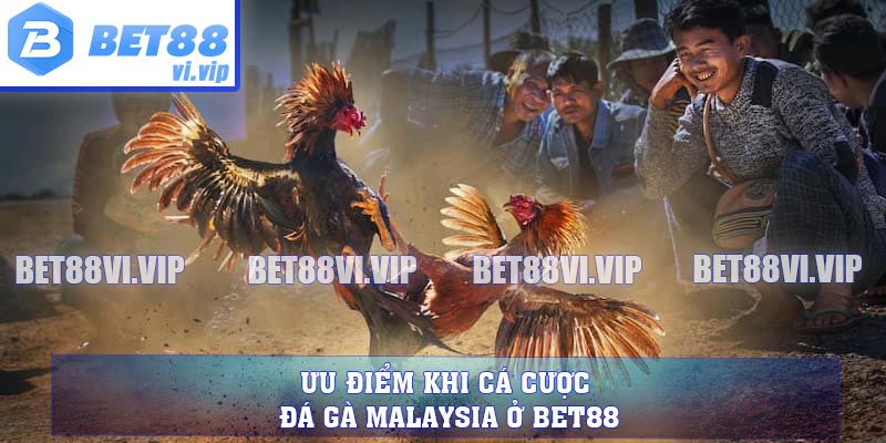 Ưu điểm khi cá cược đá gà Malaysia ở BET88